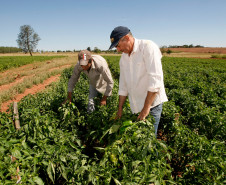Agricultura familiar, produtores Agnaldo Lolli e o filho Agnaldo Lolli Junior em Umuarama. 18-09-13.