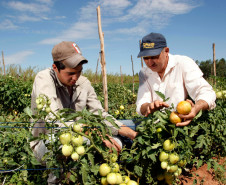 Agricultura familiar, produtores Agnaldo Lolli e o filho Agnaldo Lolli Junior em Umuarama. 18-09-13.