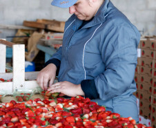 Pequeno agricultor, produção de alimentos para escolas, na foto produção de morangos, na foto a funcionária Sandra Regina Romero Campos. 18-09-13.  