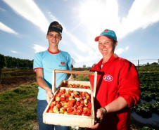 Pequeno agricultor, produção de alimentos para escolas, na foto produção de morangos, na foto Sirlene Valeria Margins Campos e o filho Hugo Margins Campos. 18-09-13.  