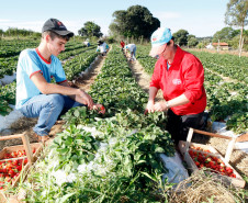 Pequeno agricultor, produção de alimentos para escolas, na foto produção de morangos, na foto Sirlene Valeria Margins Campos e o filho Hugo Margins Campos. 18-09-13.  