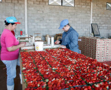 Pequeno agricultor, produção de alimentos para escolas, na foto produção de morangos, na foto a funcionária Sandra Regina Romero Campos. 18-09-13. 