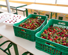 Em Prudentópolis, na região Central do Paraná, as merendeiras Marilda de Lima e Silvana Zdebski, do Colégio Estadual Alberto de Carvalho, usam as frutas em diversas receitas. Entre as várias opções, o sorvete natural de morango fez sucesso entre os alunos.