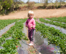 O morango utilizado na receita do sorvete foi cultivado na propriedade da família Ladeca. Depois que concluiu o curso de Técnico Agrícola em uma escola da rede estadual de ensino, o produtor rural Cláudio Ladeca resolveu investir na produção de hortifrutigranjeiros. O destaque da propriedade rural é a produção de morango em uma área de 4 mil metros quadrados.