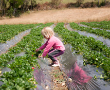 O morango utilizado na receita do sorvete foi cultivado na propriedade da família Ladeca. Depois que concluiu o curso de Técnico Agrícola em uma escola da rede estadual de ensino, o produtor rural Cláudio Ladeca resolveu investir na produção de hortifrutigranjeiros. O destaque da propriedade rural é a produção de morango em uma área de 4 mil metros quadrados.