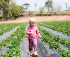 O morango utilizado na receita do sorvete foi cultivado na propriedade da família Ladeca. Depois que concluiu o curso de Técnico Agrícola em uma escola da rede estadual de ensino, o produtor rural Cláudio Ladeca resolveu investir na produção de hortifrutigranjeiros. O destaque da propriedade rural é a produção de morango em uma área de 4 mil metros quadrados.