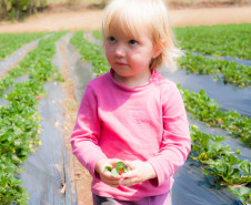 O morango utilizado na receita do sorvete foi cultivado na propriedade da família Ladeca. Depois que concluiu o curso de Técnico Agrícola em uma escola da rede estadual de ensino, o produtor rural Cláudio Ladeca resolveu investir na produção de hortifrutigranjeiros. O destaque da propriedade rural é a produção de morango em uma área de 4 mil metros quadrados.