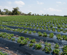 O morango utilizado na receita do sorvete foi cultivado na propriedade da família Ladeca. Depois que concluiu o curso de Técnico Agrícola em uma escola da rede estadual de ensino, o produtor rural Cláudio Ladeca resolveu investir na produção de hortifrutigranjeiros. O destaque da propriedade rural é a produção de morango em uma área de 4 mil metros quadrados.