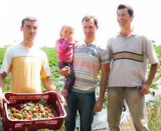 O morango utilizado na receita do sorvete foi cultivado na propriedade da família Ladeca. Depois que concluiu o curso de Técnico Agrícola em uma escola da rede estadual de ensino, o produtor rural Cláudio Ladeca resolveu investir na produção de hortifrutigranjeiros. O destaque da propriedade rural é a produção de morango em uma área de 4 mil metros quadrados.