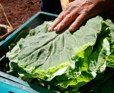 Agricultura Familiar, Cidade de Arapongas, familia de João Paulo e seus pais na horta. 24-09-13.