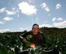 Agricultura Familiar, Cidade de Arapongas, presidente da Cooperativa dos Agricultores do Pirapó (Coocapi), Nélio Jonas da Silva. 24-09-13.