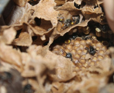Criação de abelhas sem ferrão e produção de orquídeas são desenvolvidos por alunos do curso técnico em Meio Ambiente do Colégio Estadual Paulo Leminski.