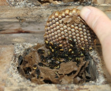 Criação de abelhas sem ferrão e produção de orquídeas são desenvolvidos por alunos do curso técnico em Meio Ambiente do Colégio Estadual Paulo Leminski.