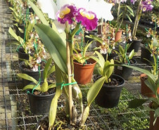 Criação de abelhas sem ferrão e produção de orquídeas são desenvolvidos por alunos do curso técnico em Meio Ambiente do Colégio Estadual Paulo Leminski.