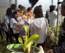 Criação de abelhas sem ferrão e produção de orquídeas são desenvolvidos por alunos do curso técnico em Meio Ambiente do Colégio Estadual Paulo Leminski.
