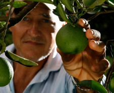 COAPROCOR, Cooperativa Agroindustrial de Produtores de Corumbataí do Sul. Na foto o agricultor Carlos Cezar Matesco. 12-03-14.