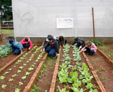 Colégio Estadual Amâncio Moro, em Corbélia, alunos na horta. 27-05-14.