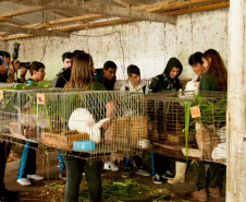 Cerca de 500 alunos do 9° ano de várias escolas da Região Metropolitana de Curitiba participaram nesta quarta-feira (5) da segunda edição do “Dia do Campo”, no Centro Estadual de Educação Profissional Newton Freire Maia, em Pinhais. Os estudantes foram acompanhados pelos pais e aproveitaram para conhecer e fazer as inscrições nos cursos oferecidos pela escola. A feira agrícola aconteceu em comemoração ao Dia do Técnico em Agropecuária.