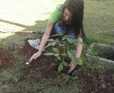 Alunos do Colégio Estadual Carmelina Ferreira Pedroso, em Arapoti, fecharam o ano letivo de 2014 com uma grande conquista, o 1º lugar nacional e o 20º lugar mundial em um concurso internacional de plantio de árvores promovido pela Eno Tree Planting Day. Ao todo, foram 3.741 mudas de diferentes espécies de árvores plantadas no município.