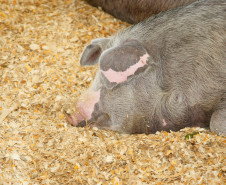 Os alunos do 3° ano do curso do técnico em agropecuária desenvolvem há um ano o projeto de produção e preservação de suínos da raça Moura, trazidos para o Brasil no século 18, que estão ameaçados de extinção