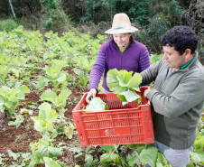 As cooperativas que firmaram contratos com o Governo do Estado já iniciam nesta semana, as a entrega dos produtos da agricultura familiar às escolas da rede pública estadual. Os itens incluem legumes, verduras e hortifrutigranjeiros. 