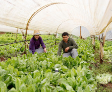 As cooperativas que firmaram contratos com o Governo do Estado já iniciam nesta semana, as a entrega dos produtos da agricultura familiar às escolas da rede pública estadual. Os itens incluem legumes, verduras e hortifrutigranjeiros. 