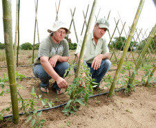 As cooperativas que firmaram contratos com o Governo do Estado já iniciam nesta semana, as a entrega dos produtos da agricultura familiar às escolas da rede pública estadual. Os itens incluem legumes, verduras e hortifrutigranjeiros. 