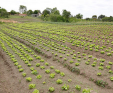 O Governo do Paraná, por meio da Secretaria de Estado da Educação, inicia nessa sexta-feira (10) a Chamada Pública nº 001/2017 para seleção de cooperativas e associações da agricultura familiar, que irão fornecer alimentos da Agricultura Familiar direto do produtor às 2,1 mil escolas da rede estadual de ensino