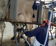 O rebanho de vacas leiteiras da raça holandesa do Centro Estadual de Educação Profissional (CEEP) Olegário Macedo, em Castro, na região dos Campos Gerais, entrou para uma galeria seleta. Na semana passada a fazenda-escola recebeu da Associação Paranaense de Criadores de Bovinos da Raça Holandesa (APCBRH) o certificado Vaca Vitalícia 2016 para animais da raça holandesa que produzem mais de 100 mil litros de leite durante a vida.