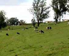 O rebanho de vacas leiteiras da raça holandesa do Centro Estadual de Educação Profissional (CEEP) Olegário Macedo, em Castro, na região dos Campos Gerais, entrou para uma galeria seleta. Na semana passada a fazenda-escola recebeu da Associação Paranaense de Criadores de Bovinos da Raça Holandesa (APCBRH) o certificado Vaca Vitalícia 2016 para animais da raça holandesa que produzem mais de 100 mil litros de leite durante a vida.