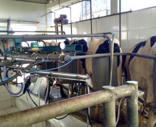 O rebanho de vacas leiteiras da raça holandesa do Centro Estadual de Educação Profissional (CEEP) Olegário Macedo, em Castro, na região dos Campos Gerais, entrou para uma galeria seleta. Na semana passada a fazenda-escola recebeu da Associação Paranaense de Criadores de Bovinos da Raça Holandesa (APCBRH) o certificado Vaca Vitalícia 2016 para animais da raça holandesa que produzem mais de 100 mil litros de leite durante a vida.