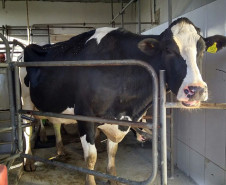 O rebanho de vacas leiteiras da raça holandesa do Centro Estadual de Educação Profissional (CEEP) Olegário Macedo, em Castro, na região dos Campos Gerais, entrou para uma galeria seleta. Na semana passada a fazenda-escola recebeu da Associação Paranaense de Criadores de Bovinos da Raça Holandesa (APCBRH) o certificado Vaca Vitalícia 2016 para animais da raça holandesa que produzem mais de 100 mil litros de leite durante a vida.