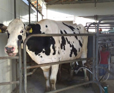 O rebanho de vacas leiteiras da raça holandesa do Centro Estadual de Educação Profissional (CEEP) Olegário Macedo, em Castro, na região dos Campos Gerais, entrou para uma galeria seleta. Na semana passada a fazenda-escola recebeu da Associação Paranaense de Criadores de Bovinos da Raça Holandesa (APCBRH) o certificado Vaca Vitalícia 2016 para animais da raça holandesa que produzem mais de 100 mil litros de leite durante a vida.