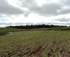 Alunos vivenciam práticas de irrigação para aumento de produção agrícola em colégio de Cambará. Formação dá subsídios para trabalho como técnico.