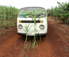 Alunos vivenciam práticas de irrigação para aumento de produção agrícola em colégio de Cambará. Formação dá subsídios para trabalho como técnico.