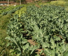 Os próximos encontros serão realizados em Londrina, no Colégio Estadual Barão do Rio Branco, e em Paysandu no Colégio Estadual Vercindes Gonçalves dos Reis. (Foto: Horta do colégio)