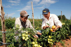 Agricultura familiar, produtores Agnaldo Lolli e o filho Agnaldo Lolli Junior em Umuarama. 18-09-13.