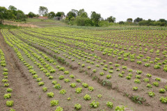 Agricultura familiar em Palmeira. 31-10-13. 
