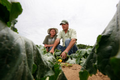 Agricultura familiar em Palmeira, na foto Reinaldo e Eva Gurski. 31-10-13.  