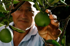 COAPROCOR, Cooperativa Agroindustrial de Produtores de Corumbataí do Sul. Na foto o agricultor Carlos Cezar Matesco. 12-03-14.