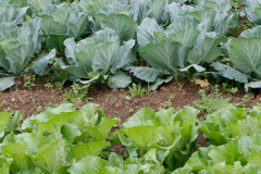 Horta escolar, imagem de arquivo.