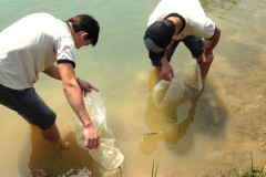 O Colégio Estadual Agrícola Adroaldo Augusto Colombo, em Palotina, Oeste do Paraná, ampliou as práticas da atividade de piscicultura para oferecer mais conhecimentos e oportunidades de melhoria de renda aos alunos do Curso Técnico em Agropecuária. A escola, que pertence ao Governo do Estado, introduziu a criação de crustáceos (carcinicultura) nos tanques onde são criadas tilápias.