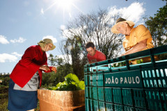 Agricultura Familiar. familia de João Paulo e seus pais na horta, em Arapongas, produz para a merenda escolar. 