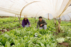 As cooperativas que firmaram contratos com o Governo do Estado já iniciam nesta semana, as a entrega dos produtos da agricultura familiar às escolas da rede pública estadual. Os itens incluem legumes, verduras e hortifrutigranjeiros. 