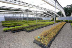 Produção de mudas nativas do IAP.