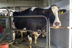 O rebanho de vacas leiteiras da raça holandesa do Centro Estadual de Educação Profissional (CEEP) Olegário Macedo, em Castro, na região dos Campos Gerais, entrou para uma galeria seleta. Na semana passada a fazenda-escola recebeu da Associação Paranaense de Criadores de Bovinos da Raça Holandesa (APCBRH) o certificado Vaca Vitalícia 2016 para animais da raça holandesa que produzem mais de 100 mil litros de leite durante a vida.