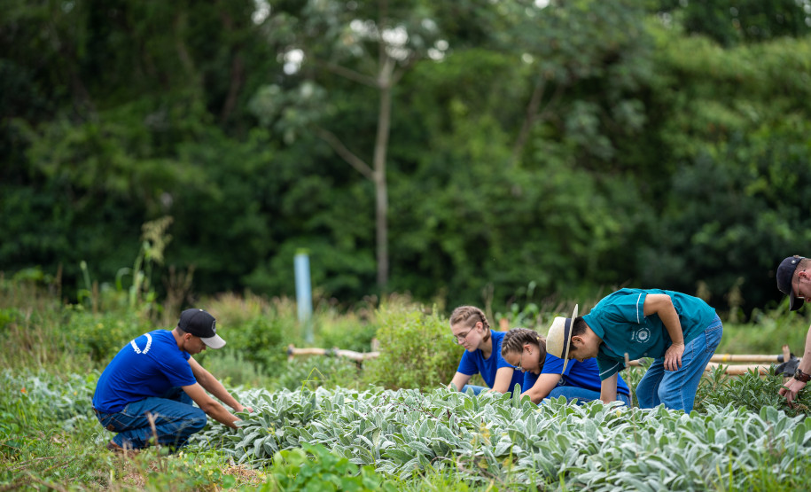 No Colégio Agrícola de Foz do Iguaçu, os estudantes cultivam uma horta de meio hectare com alface, rúcula, espinafre, brócolis, cenoura, beterraba, além de ervas aromática