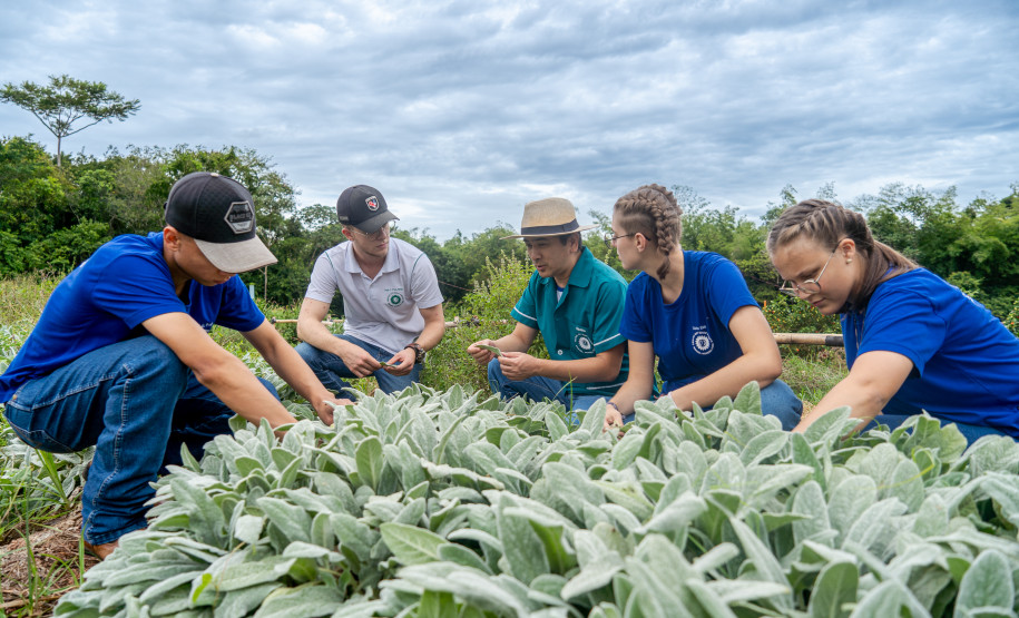 No Colégio Agrícola de Foz do Iguaçu, os estudantes cultivam uma horta de meio hectare com alface, rúcula, espinafre, brócolis, cenoura, beterraba, além de ervas aromática