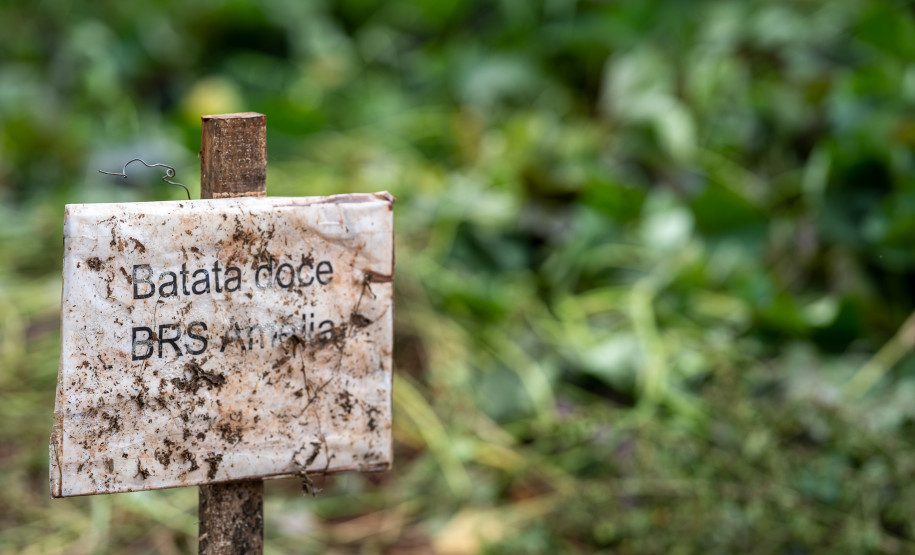 No Colégio Agrícola de Foz do Iguaçu, os estudantes cultivam uma horta de meio hectare com alface, rúcula, espinafre, brócolis, cenoura, beterraba, além de ervas aromática