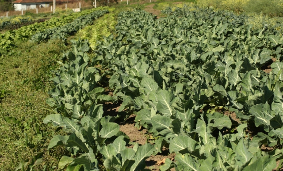 Ao longo do ano serão desenvolvidas atividades que despertem nos alunos das escolas agrícolas valores sociais e de relações interpessoais melhorando ambiente em que é ofertado educação em regime de internato.